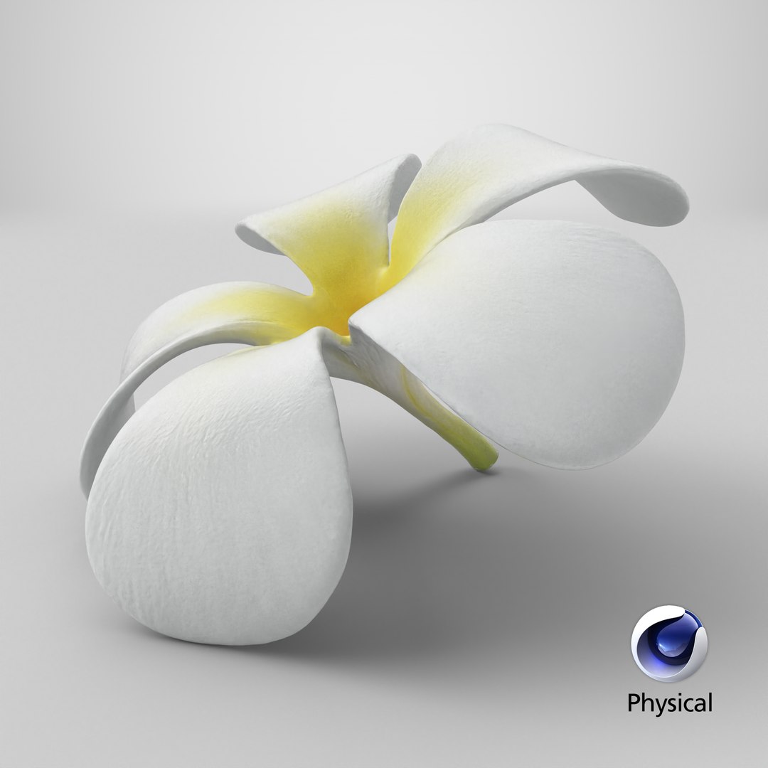 Plumeria Alba Flower 3D model https://p.turbosquid.com/ts-thumb/oN/WVm9sd/3x/stemcell_cinema_4d_physical_render/png/1743777228/1920x1080/fit_q87/55e1514b89873cf1d6ba207b91197b7fd2e318bd/stemcell_cinema_4d_physical_render.jpg
