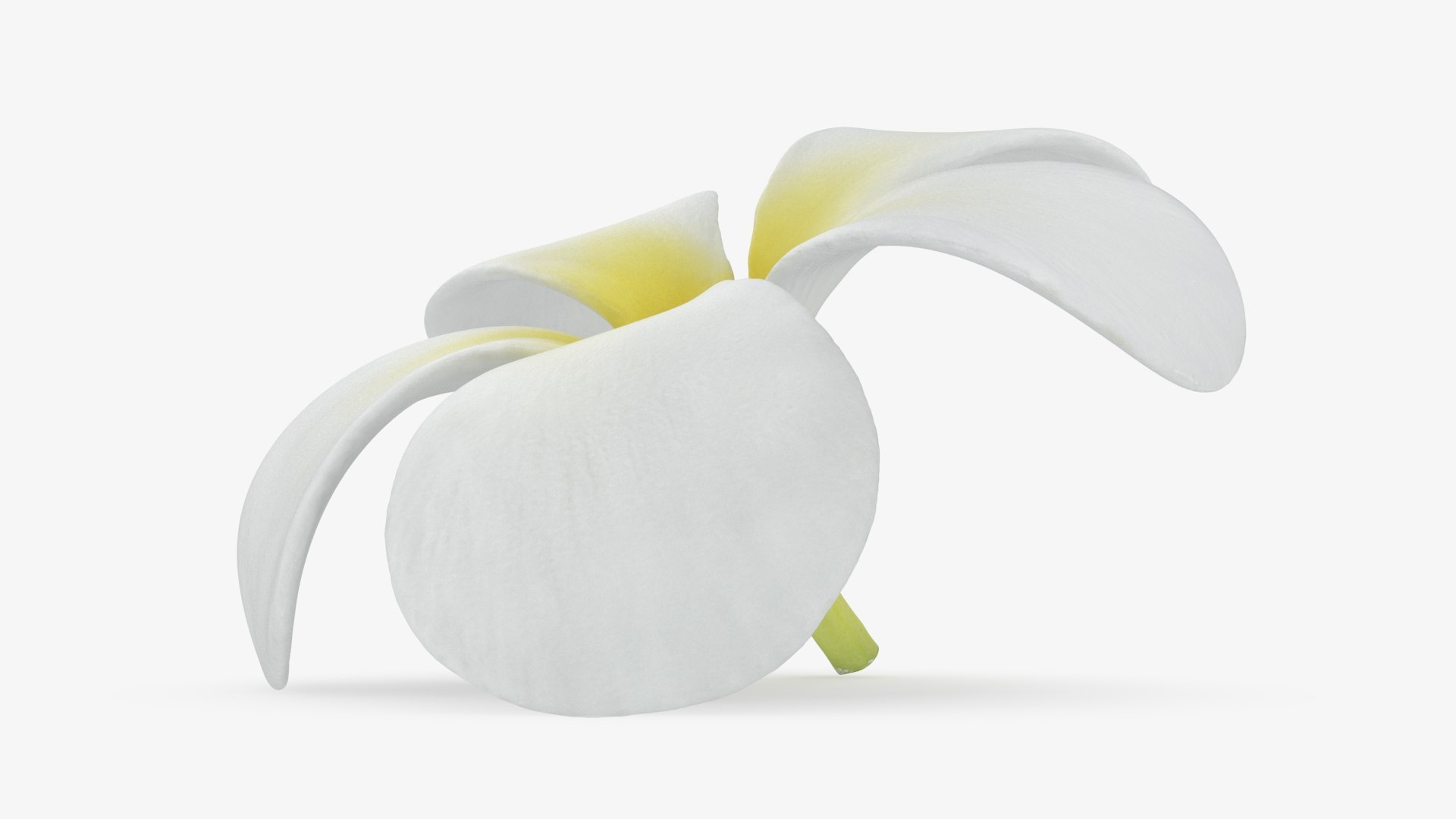 Plumeria Alba Flower 3D model https://p.turbosquid.com/ts-thumb/oN/WVm9sd/5z/plumeriaalba_b0016/jpg/1743251898/1920x1080/fit_q87/4c1197dc72950c0796cdf330a8411d8021ea10d0/plumeriaalba_b0016.jpg