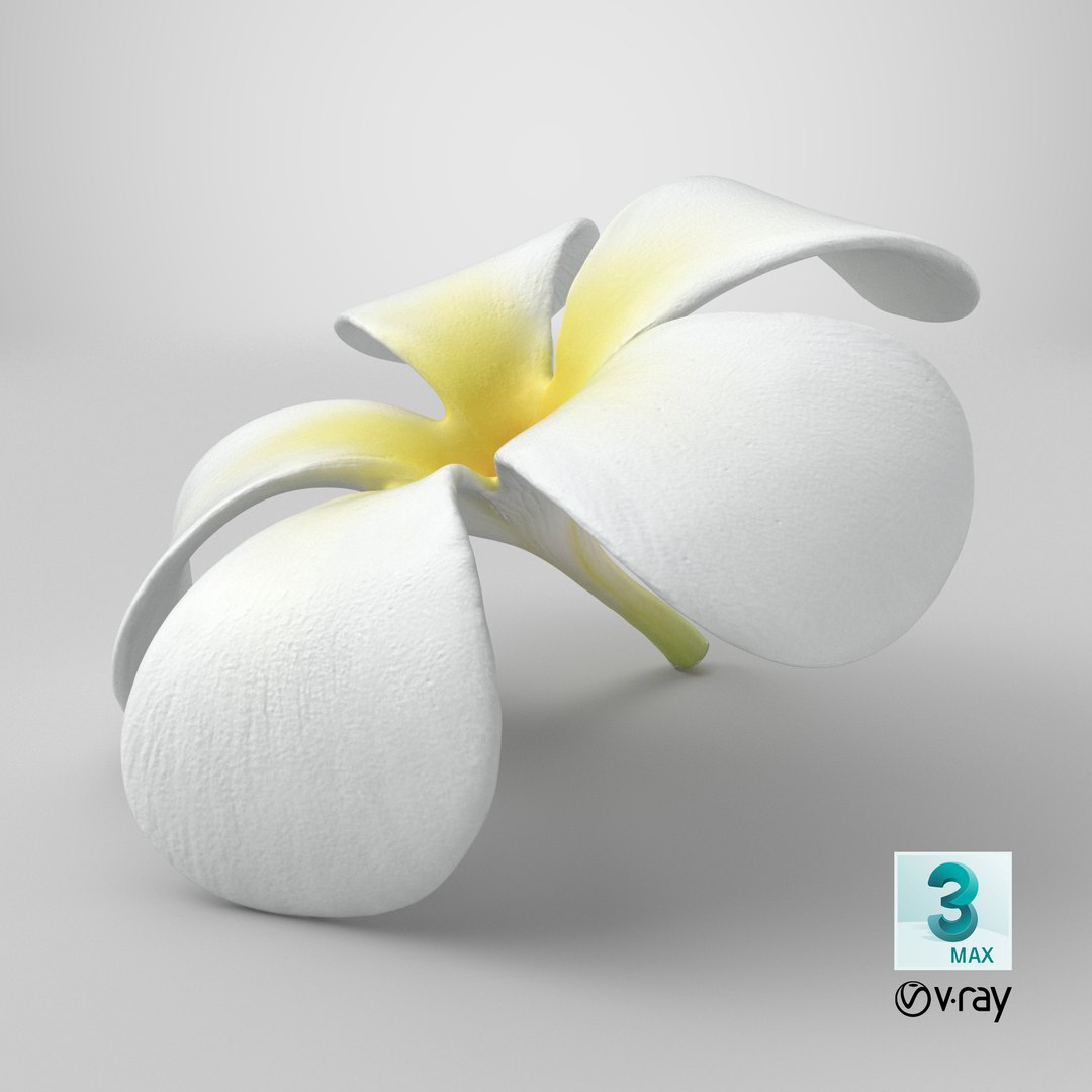Plumeria Alba Flower 3D model https://p.turbosquid.com/ts-thumb/oN/WVm9sd/7K/stemcell_max_vray_render/png/1743777230/1920x1080/fit_q87/61bbc7947e3094efa6a60a21069a34c27490c231/stemcell_max_vray_render.jpg