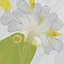 Plumeria Alba Flower