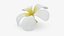 Plumeria Alba Flower