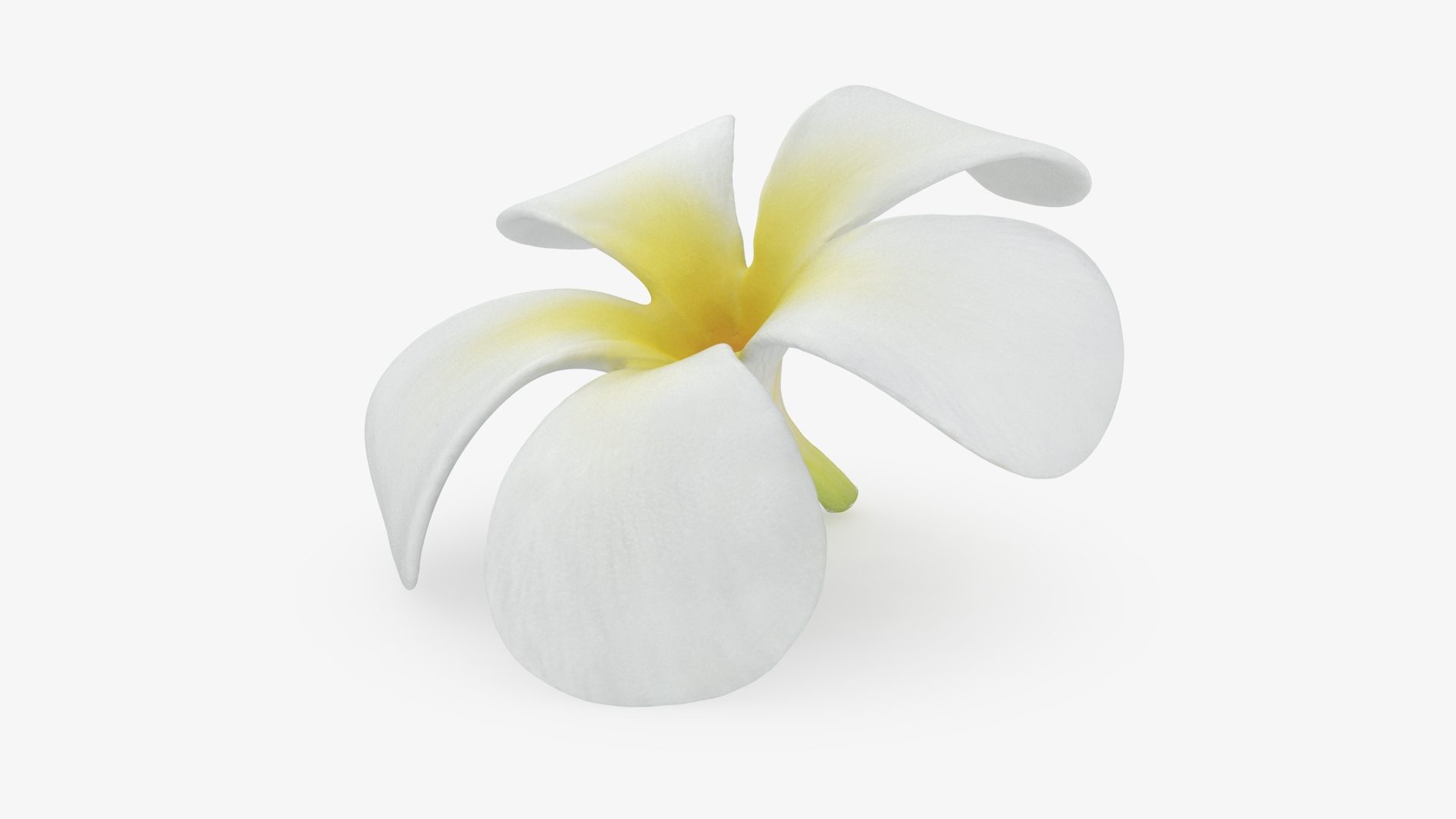 Plumeria Alba Flower 3D model https://p.turbosquid.com/ts-thumb/oN/WVm9sd/C6/plumeriaalbaflw/jpg/1743251843/1920x1080/turn_fit_q99/7257ce9f81fe442236af4a86c9ed492a712bc3c6/plumeriaalbaflw-1.jpg