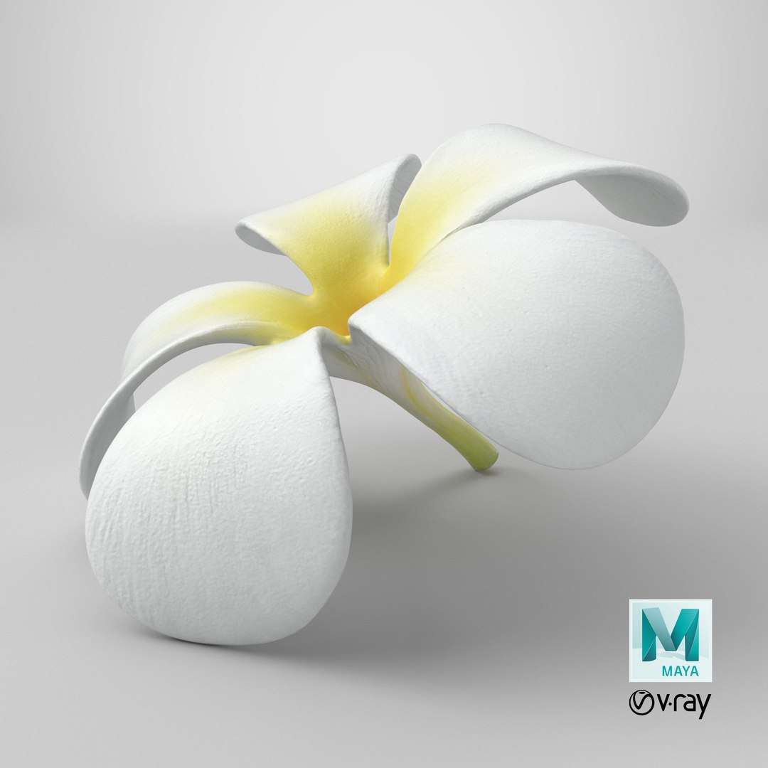Plumeria Alba Flower 3D model https://p.turbosquid.com/ts-thumb/oN/WVm9sd/FH/stemcell_maya_vray_render/png/1743777225/1920x1080/fit_q87/96bbb51442a152a42fad17605f6c54161d91814d/stemcell_maya_vray_render.jpg