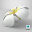 Plumeria Alba Flower