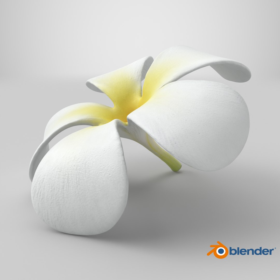 Plumeria Alba Flower 3D model https://p.turbosquid.com/ts-thumb/oN/WVm9sd/Hx/stemcell_blender_cycles_render/png/1743777221/1920x1080/fit_q87/69bf509b3a157b4dd5a5405d5609ff3c1ae166d1/stemcell_blender_cycles_render.jpg