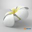 Plumeria Alba Flower
