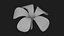 Plumeria Alba Flower