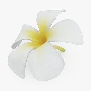 Plumeria Alba Flower