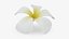 Plumeria Alba Flower