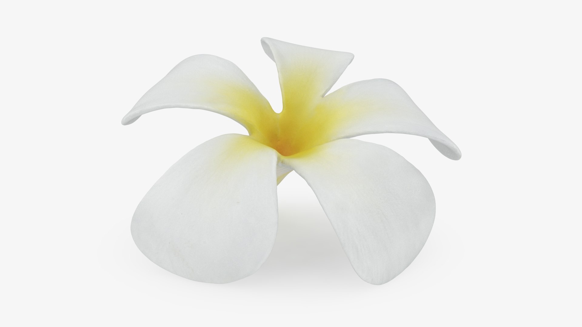 Plumeria Alba Collection Model - TurboSquid 2387952