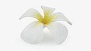 Plumeria Alba Flower