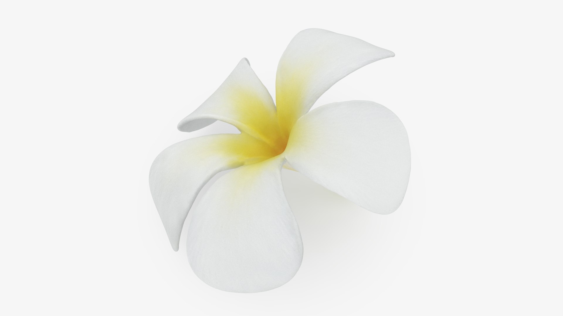 Plumeria Alba Flower 3D model https://p.turbosquid.com/ts-thumb/oN/WVm9sd/Uz/plumeriaalba_b0012/jpg/1743251896/1920x1080/fit_q87/f7d6e42e0c861698d3fe7a04c3b82d9598ad0f6b/plumeriaalba_b0012.jpg