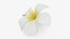 Plumeria Alba Flower