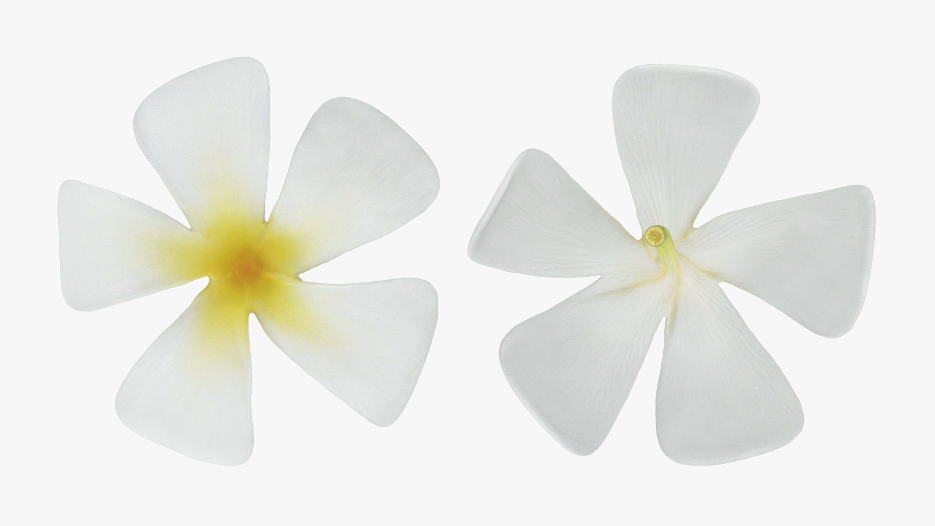Plumeria Alba Flower 3D model https://p.turbosquid.com/ts-thumb/oN/WVm9sd/Wi/plumeriaalba_a0002/jpg/1743251892/1920x1080/fit_q87/3e5226f405528cbd5d619cb1203a0ea27dfa25fe/plumeriaalba_a0002.jpg