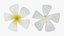 Plumeria Alba Flower