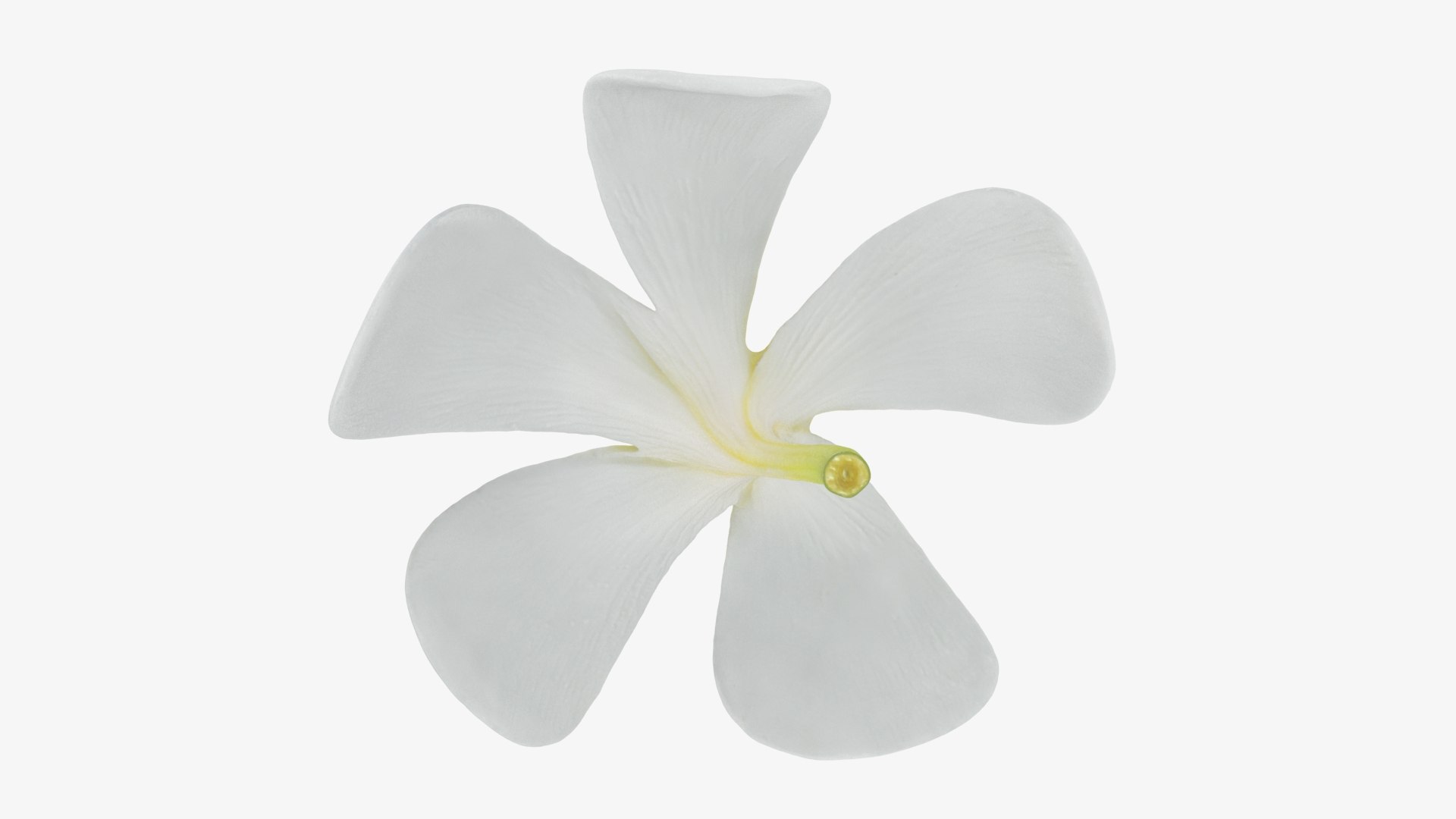 Plumeria Alba Flower 3D model https://p.turbosquid.com/ts-thumb/oN/WVm9sd/Zc/plumeriaalba_b0024/jpg/1743251900/1920x1080/fit_q87/93271dd77079529d9966d19e79a5032fed15740d/plumeriaalba_b0024.jpg