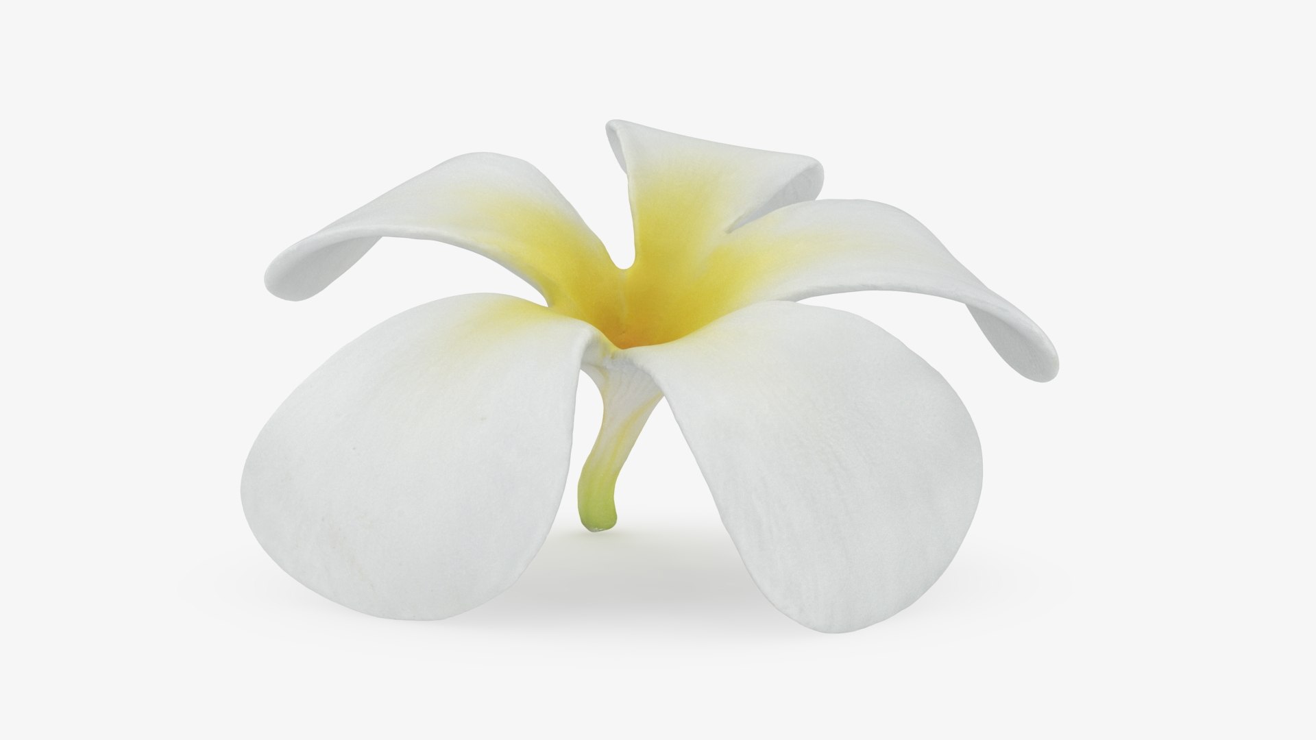 Plumeria Alba Flower 3D model https://p.turbosquid.com/ts-thumb/oN/WVm9sd/bN/plumeriaalba_b0008/jpg/1743251896/1920x1080/fit_q87/e4d88d34e5ec2dbd1315c20e509fc0feb0e88ce2/plumeriaalba_b0008.jpg