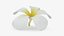 Plumeria Alba Flower
