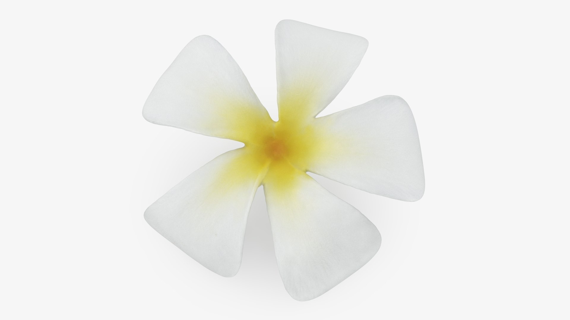 Plumeria Alba Flower 3D model https://p.turbosquid.com/ts-thumb/oN/WVm9sd/gV/plumeriaalba_b0010/jpg/1743251897/1920x1080/fit_q87/98069c79a906069fc2d3c86f5cbb5b354b91430f/plumeriaalba_b0010.jpg