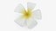 Plumeria Alba Flower