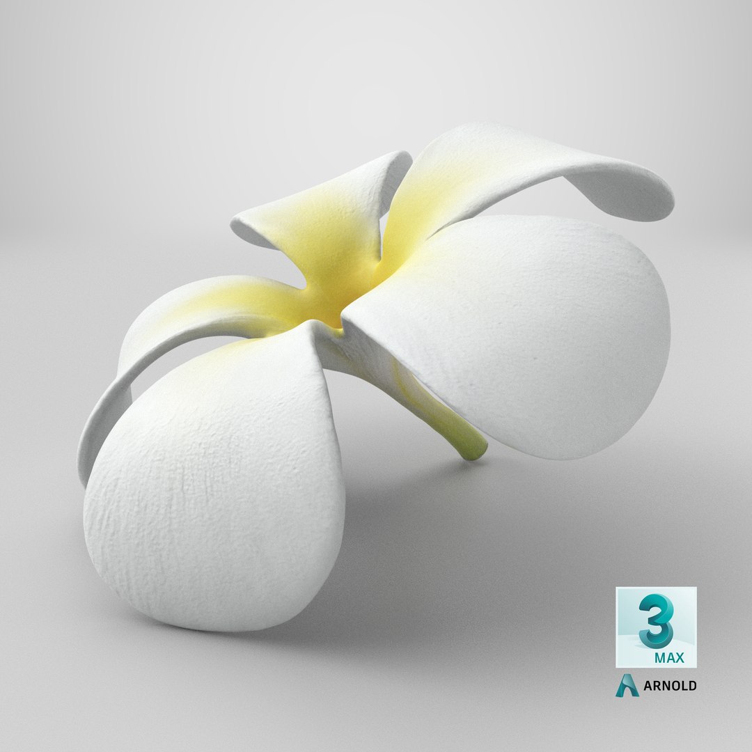 Plumeria Alba Flower 3D model https://p.turbosquid.com/ts-thumb/oN/WVm9sd/hm/stemcell_max_arnold_render/png/1743777231/1920x1080/fit_q87/0745f1571018e391959cd0b03aa33781db973d78/stemcell_max_arnold_render.jpg
