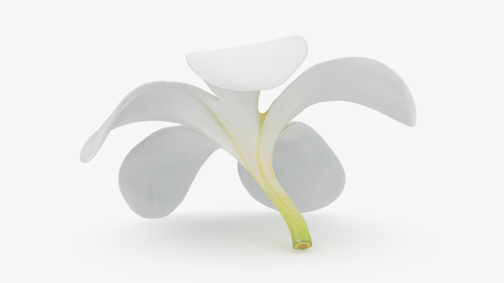 Plumeria Alba Flower 3D model https://p.turbosquid.com/ts-thumb/oN/WVm9sd/hz/plumeriaalba_b0014/jpg/1743251898/1920x1080/fit_q87/0afcfc6c75f2ac6220a7989530ac9880ddd4cd6b/plumeriaalba_b0014.jpg