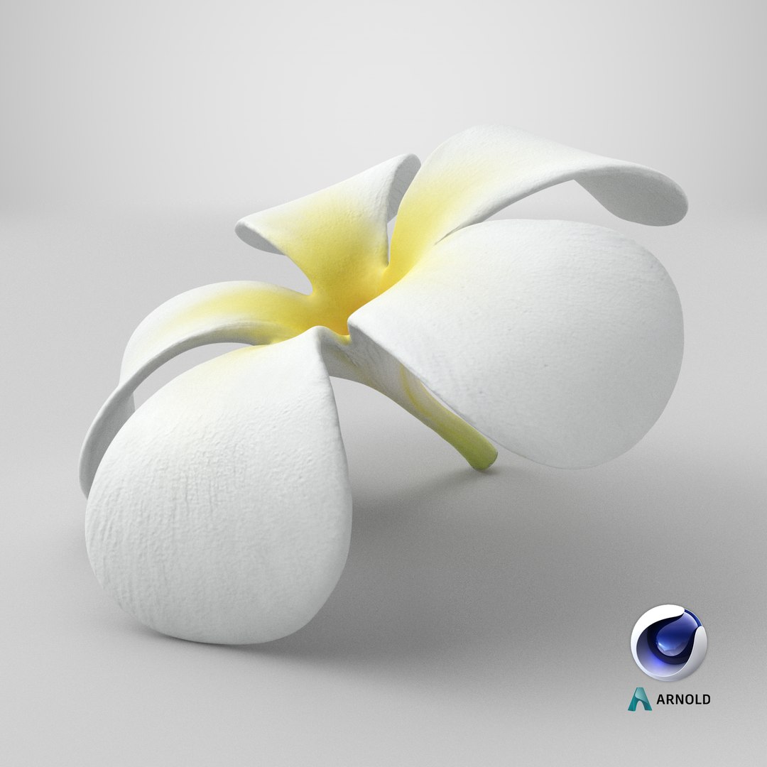 Plumeria Alba Flower 3D model https://p.turbosquid.com/ts-thumb/oN/WVm9sd/jW/stemcell_cinema_4d_arnold_render/png/1743777226/1920x1080/fit_q87/0566308dc544ddb654c7909c355db21ad7b5c1e5/stemcell_cinema_4d_arnold_render.jpg