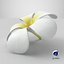 Plumeria Alba Flower