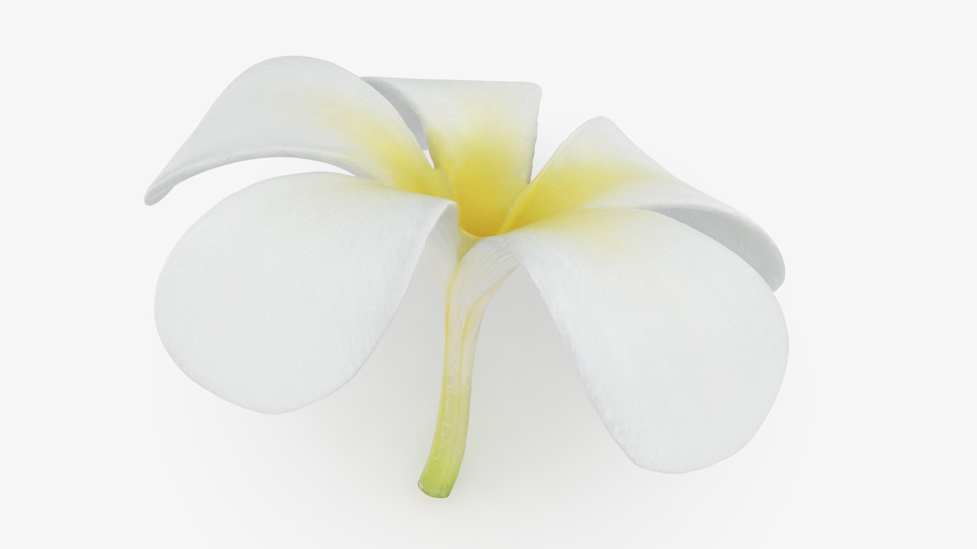 Plumeria Alba Flower 3D model https://p.turbosquid.com/ts-thumb/oN/WVm9sd/qr/plumeriaalba_b0006/jpg/1743251895/1920x1080/fit_q87/866459fc45228f1975850a6ded1534d1c348128e/plumeriaalba_b0006.jpg