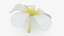 Plumeria Alba Flower