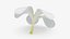 Plumeria Alba Flower