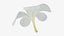 Plumeria Alba Flower