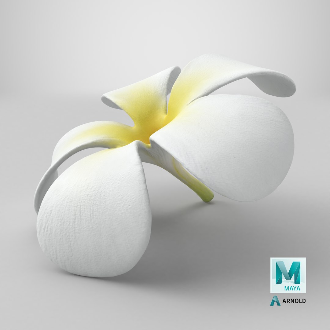 Plumeria Alba Flower 3D model https://p.turbosquid.com/ts-thumb/oN/WVm9sd/zf/stemcell_maya_arnold_render/png/1743777223/1920x1080/fit_q87/a46e604ace46c42be2f7138f1d78d8ca708ac471/stemcell_maya_arnold_render.jpg