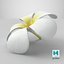 Plumeria Alba Flower