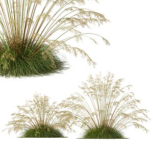 3D HQ Plants Celtica Gigantea Stipa Golden Oats Version3