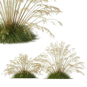 HQ Plants Celtica Gigantea Stipa Golden Oats Version3