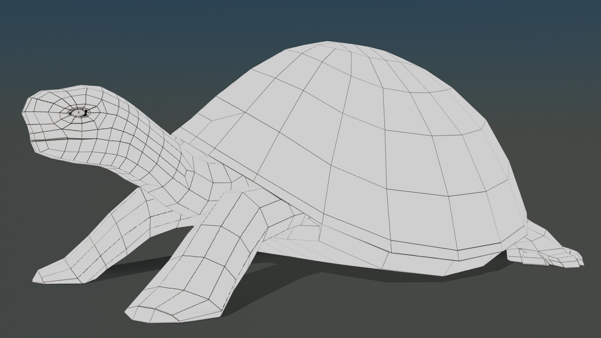 Tortoise Max