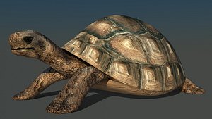 tortoise max