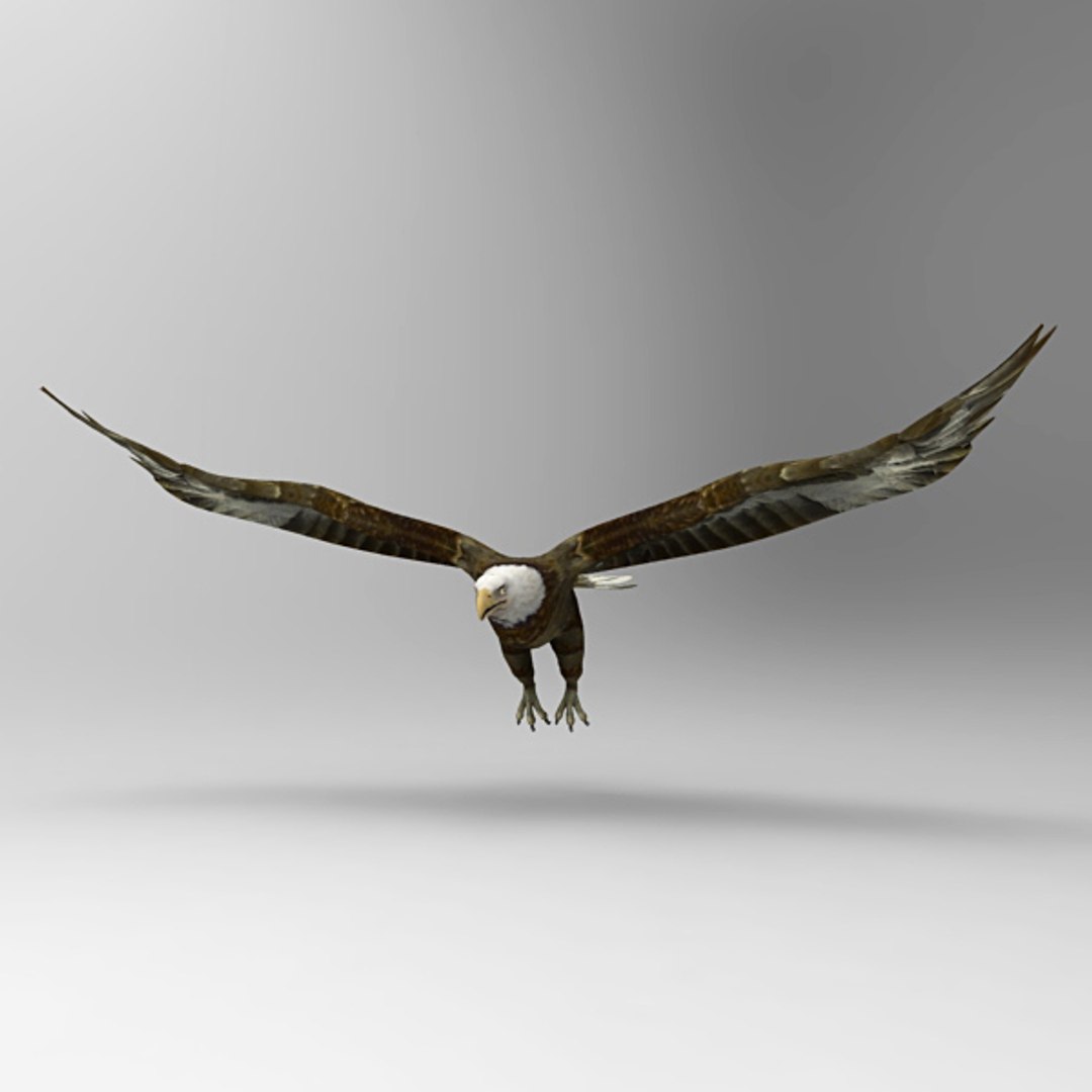 eagle bird 3d model https://p.turbosquid.com/ts-thumb/oN/oupzwK/kAE5HT6p/e5/jpg/1297167636/1920x1080/fit_q87/e267d4444ff291d8e54d99091bbb831b099b5a8a/e5.jpg