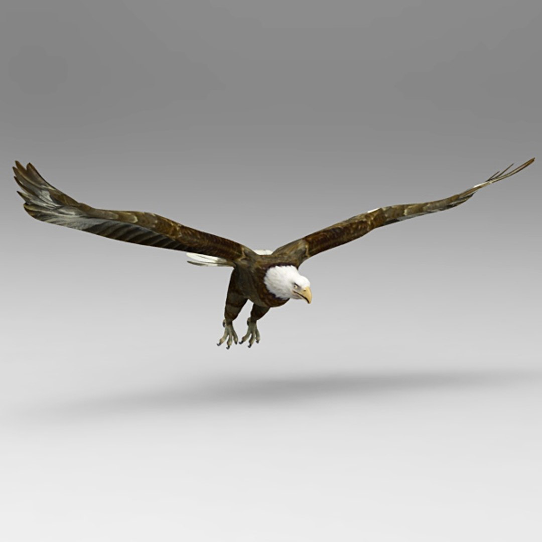 eagle bird 3d model https://p.turbosquid.com/ts-thumb/oN/oupzwK/o4uECLqs/e7/jpg/1297167645/1920x1080/fit_q87/7bed53f2a414ccb3c5fcaa1827582dba3126d6bc/e7.jpg
