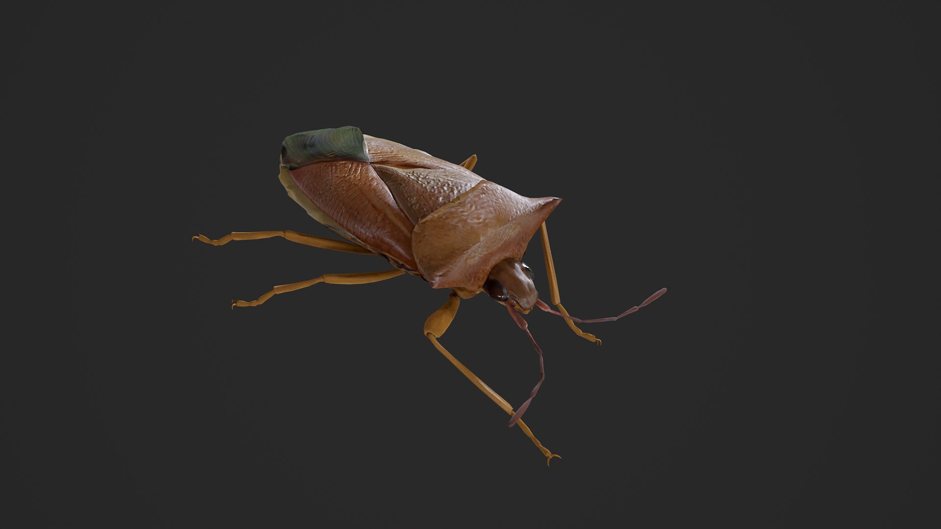 Stink Bug Coreus Marginatus 3D https://p.turbosquid.com/ts-thumb/oN/zvGAns/67/untitled_001/png/1755419175/1920x1080/fit_q87/b5567e63b98f19f177ab1a518dfe05a9c817ea6b/untitled_001.jpg