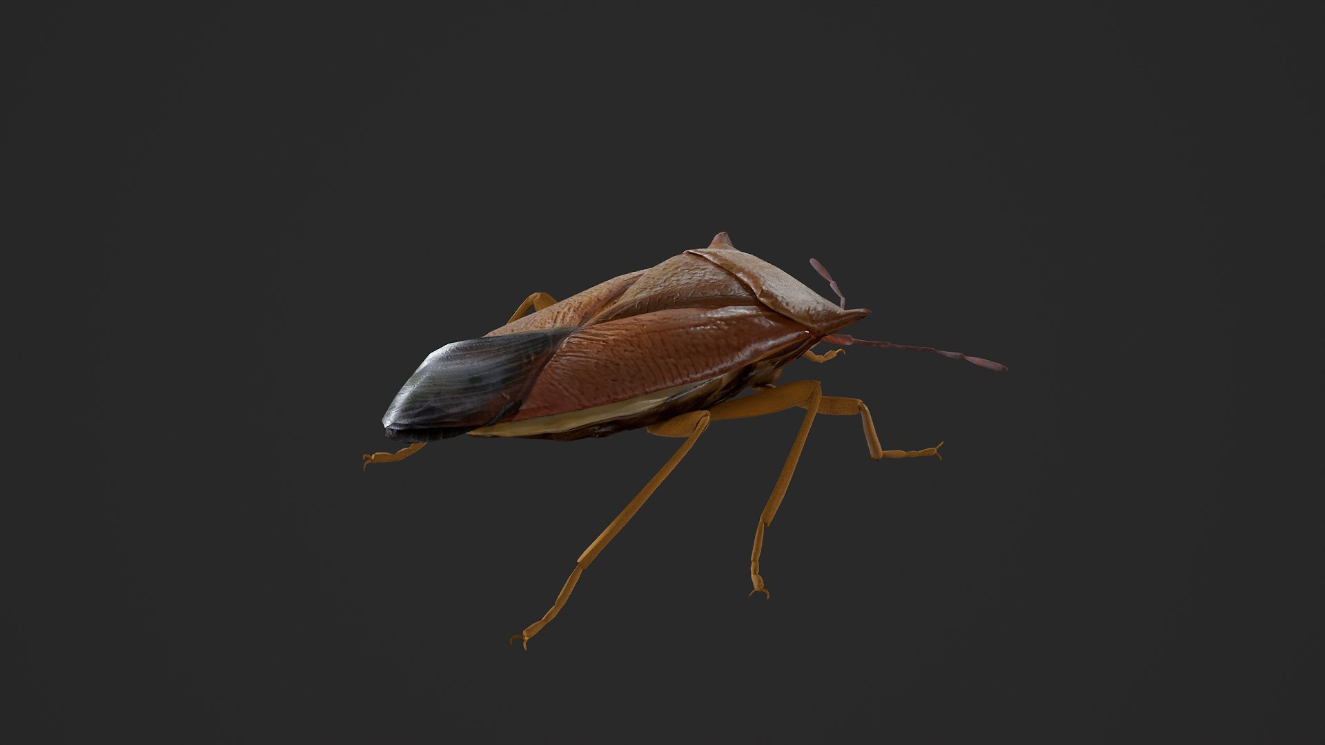 Stink Bug Coreus Marginatus 3D https://p.turbosquid.com/ts-thumb/oN/zvGAns/Nm/untitled_003/png/1755419177/1920x1080/fit_q87/ef34bff16803bc2405b2914cab3b2da978f9af68/untitled_003.jpg