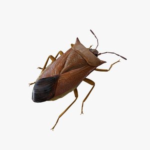 Stink Bug Coreus Marginatus