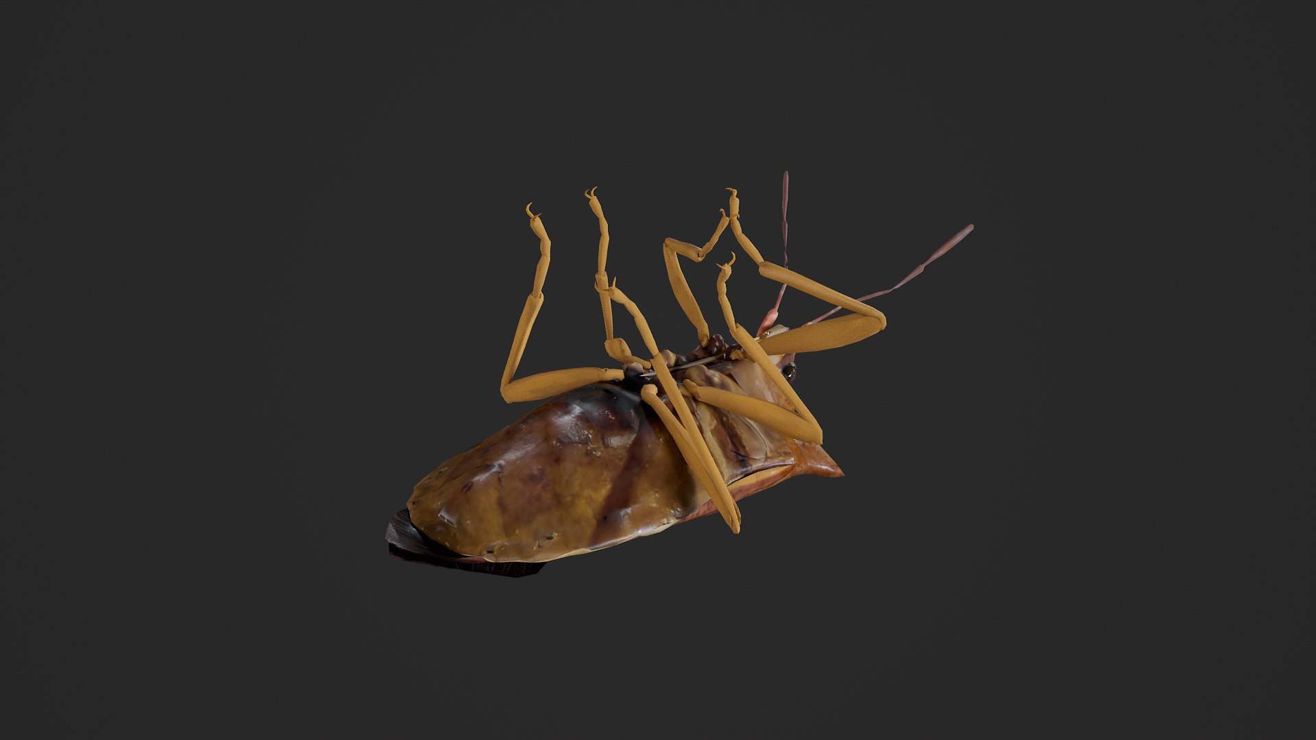 Stink Bug Coreus Marginatus 3D https://p.turbosquid.com/ts-thumb/oN/zvGAns/eb/untitled_005/png/1755419177/1920x1080/fit_q87/d490681f3d63890f3f5ad49402152452b5671038/untitled_005.jpg