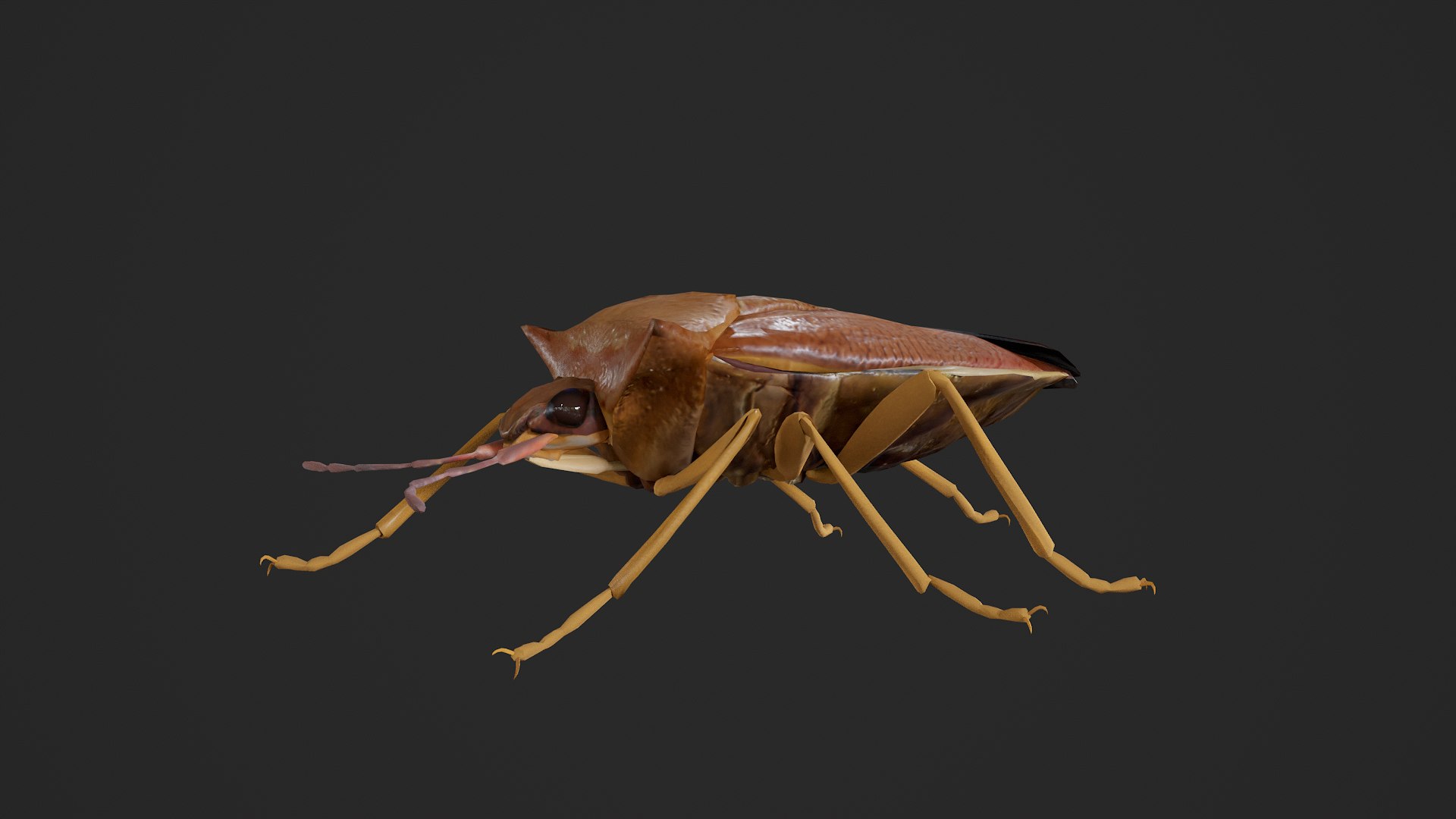 Stink Bug Coreus Marginatus 3D https://p.turbosquid.com/ts-thumb/oN/zvGAns/ji/untitled_004/png/1755419176/1920x1080/fit_q87/e1f1c6df6ce14457172568c6a2237528c3ea9723/untitled_004.jpg