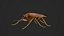 Stink Bug Coreus Marginatus 3D