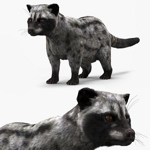 Asian Palm Civet for Kopi Luwak Gray Coat Fur 3D model