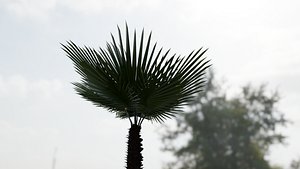 3D model Fan Palm geonodes