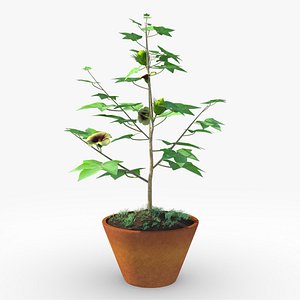 3D Gossypium plant