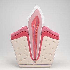 tooth